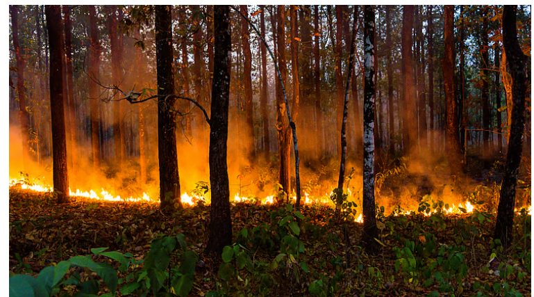 Global Tree Cover Loss Due to Fires Surged by 370% Compared to 2023