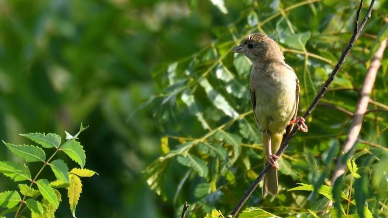 A Vagrant Red-Headed Bunting at Adyar Estuary