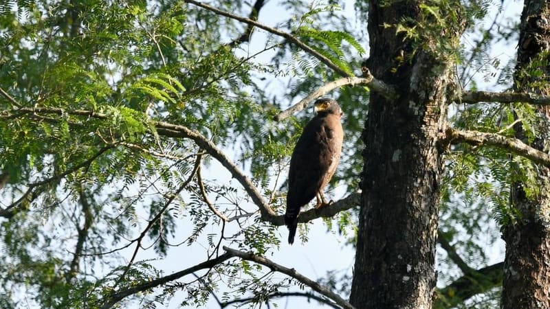 146 species recorded in Kaziranga bird survey