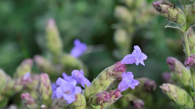Gudalur’s violet revival: the kurinji blooms again