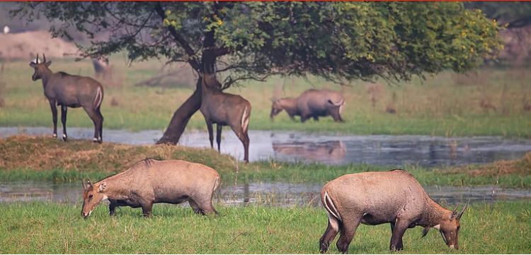In a first, 913 blackbuck and Nilgai herded from the air into ‘bomas’ in MP’s Shajapaur