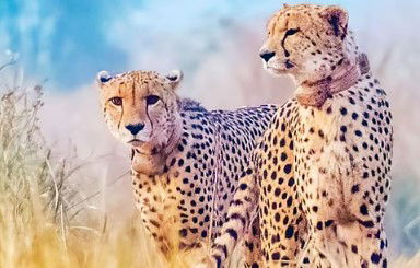 Botswana to Hand Over Eight Cheetahs to India under Project Cheetah