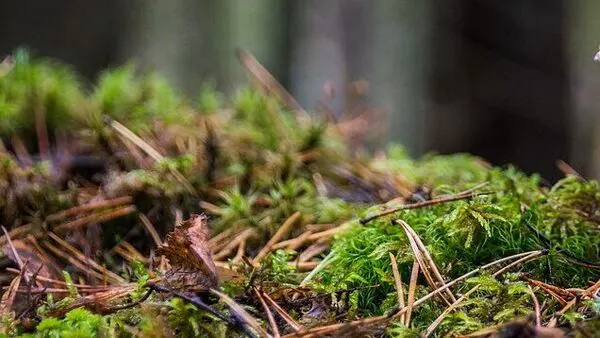 Aspergillus fumigatus – Lethal Fungus Spreading Across the United States