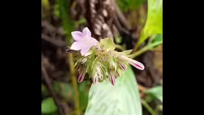 Newly Discovered Coffee Plant Species from Western Ghats Shows Medicinal Promise