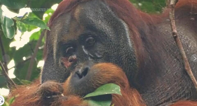 Wild Orangutan Uses Medicinal Plant to Treat a Wound