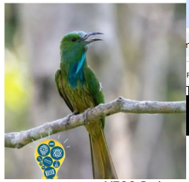 First-ever Grassland Bird Census – Kaziranga National Park, Assam