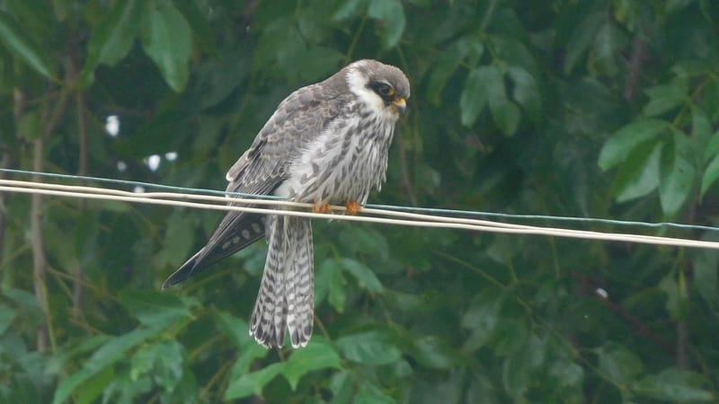 Cyclone Ditwah Brings Amur Falcons to Point Calimere