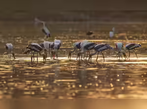 Nagi and Nakti Bird Sanctuaries added to Ramsar List