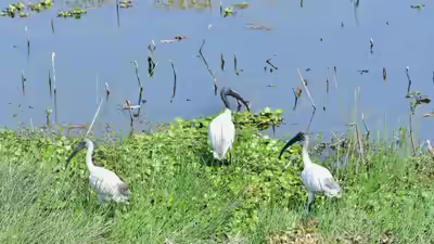 India Increases Its Tally of Ramsar Sites to 94