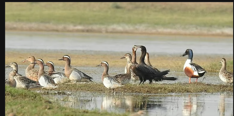 Ramsar Sites in India & World: Key Facts and 2025 Updates