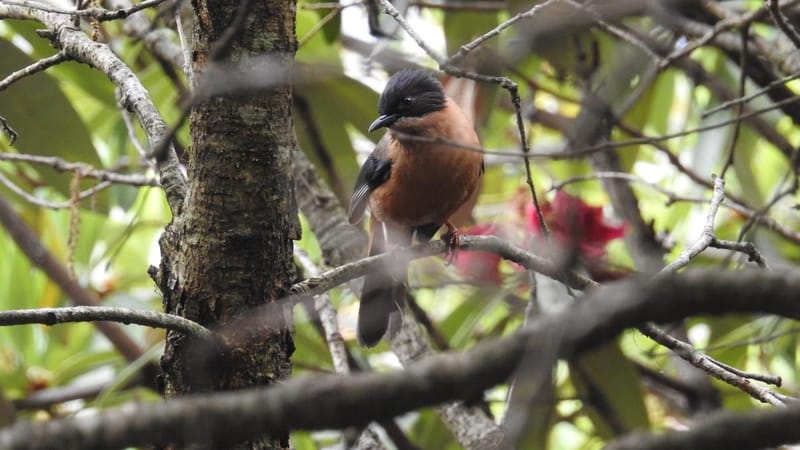 In News : India’s First Private Biospheres & Private Reserves: Rajaji Raghati Biosphere, SAI Sanctuary, and Jabarkhet Nature Reserve