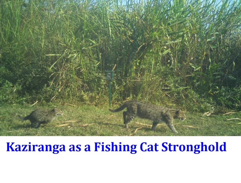 Kaziranga as a Fishing Cat Stronghold