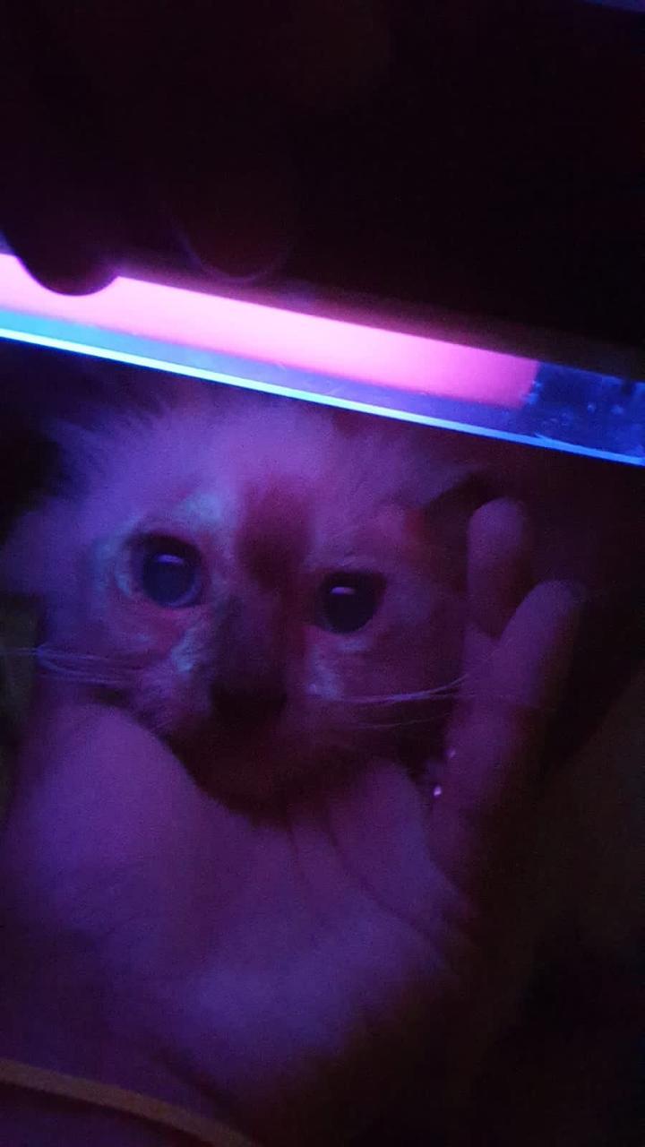 ANÁLISES CLINICAS VETERINÁRIAS