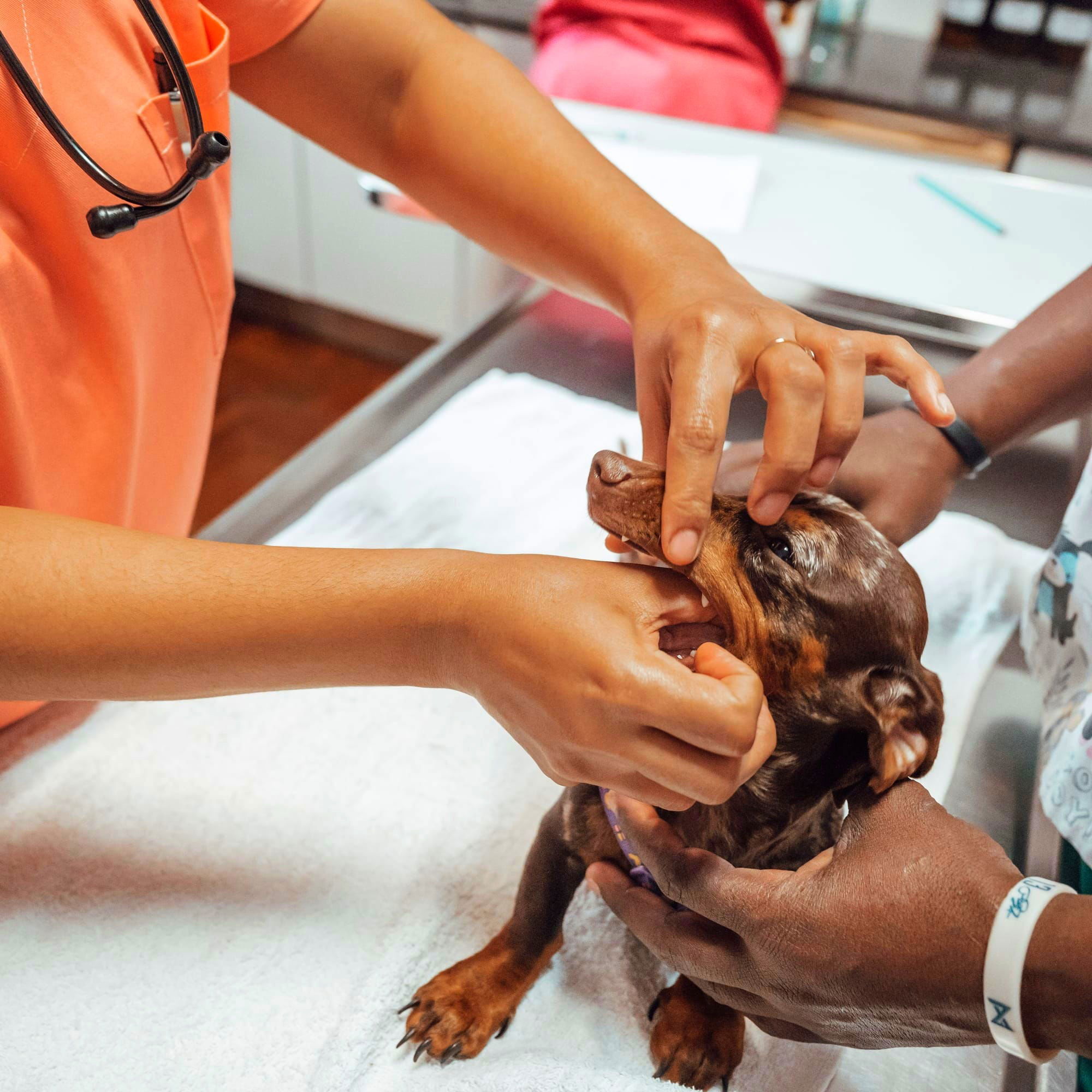 DESPARASITAÇÃO INTERNA E EXTERNA