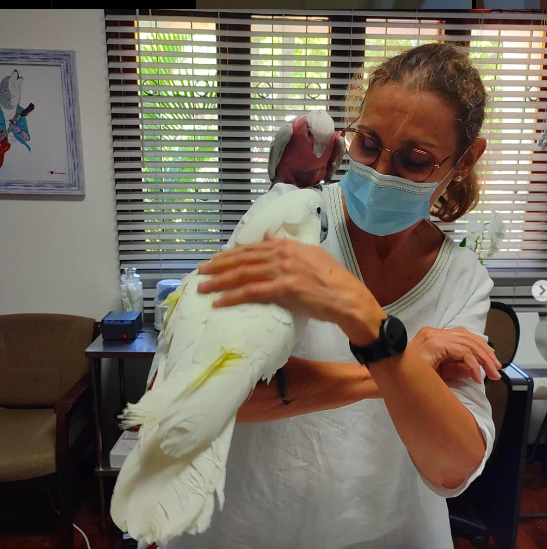 Dra. Anabela Velho.  (Diagnóstico, Cirurgia, Exóticos e novos animais de companhia)