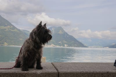 Unser Zuhause für deinen Hund