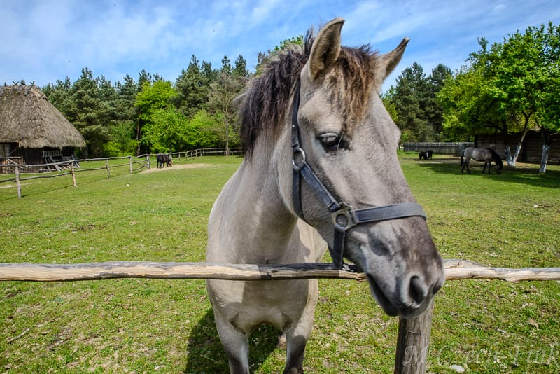 Park Etnograficzny w Tokarni.