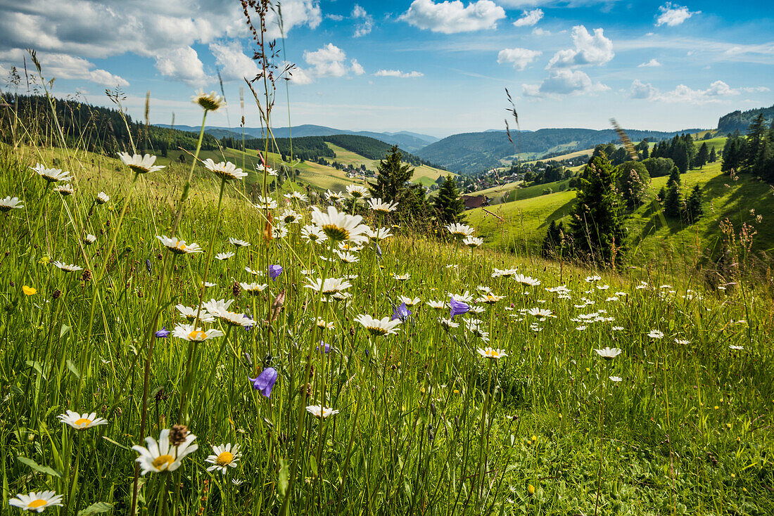 Zeit für Sommer!