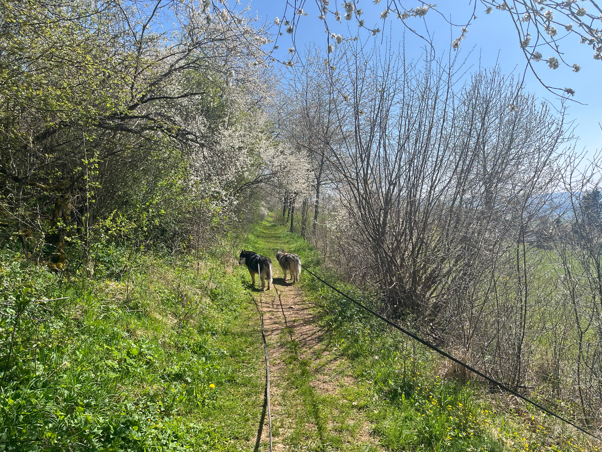 Wandern mit Hund
