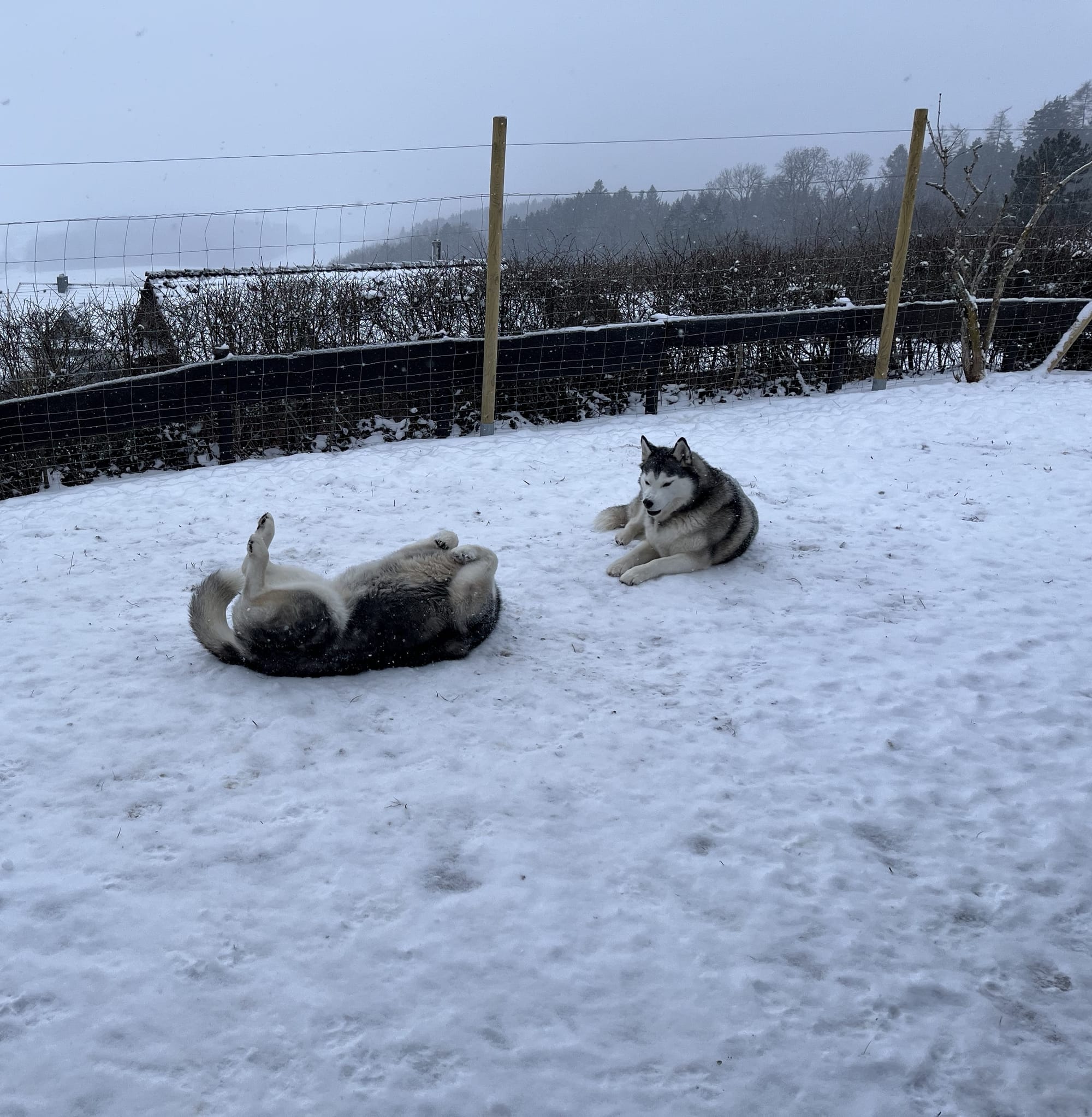 Hunde im verschneiten Garten des Ferienhaus Munz in Bad Duerrheim Öfingen