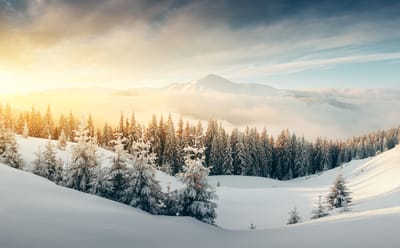 Ein Winter im Schwarzwald ...