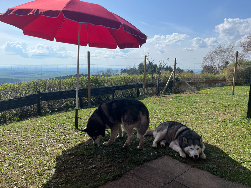 Hundefreundliche Ausstattung im Ferienhaus