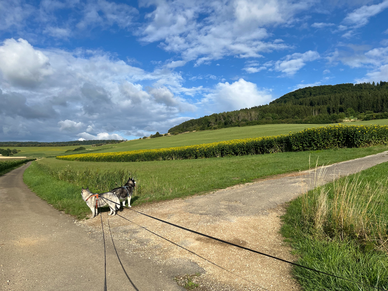 Spaziergänge & Natur direkt vor der Haustür