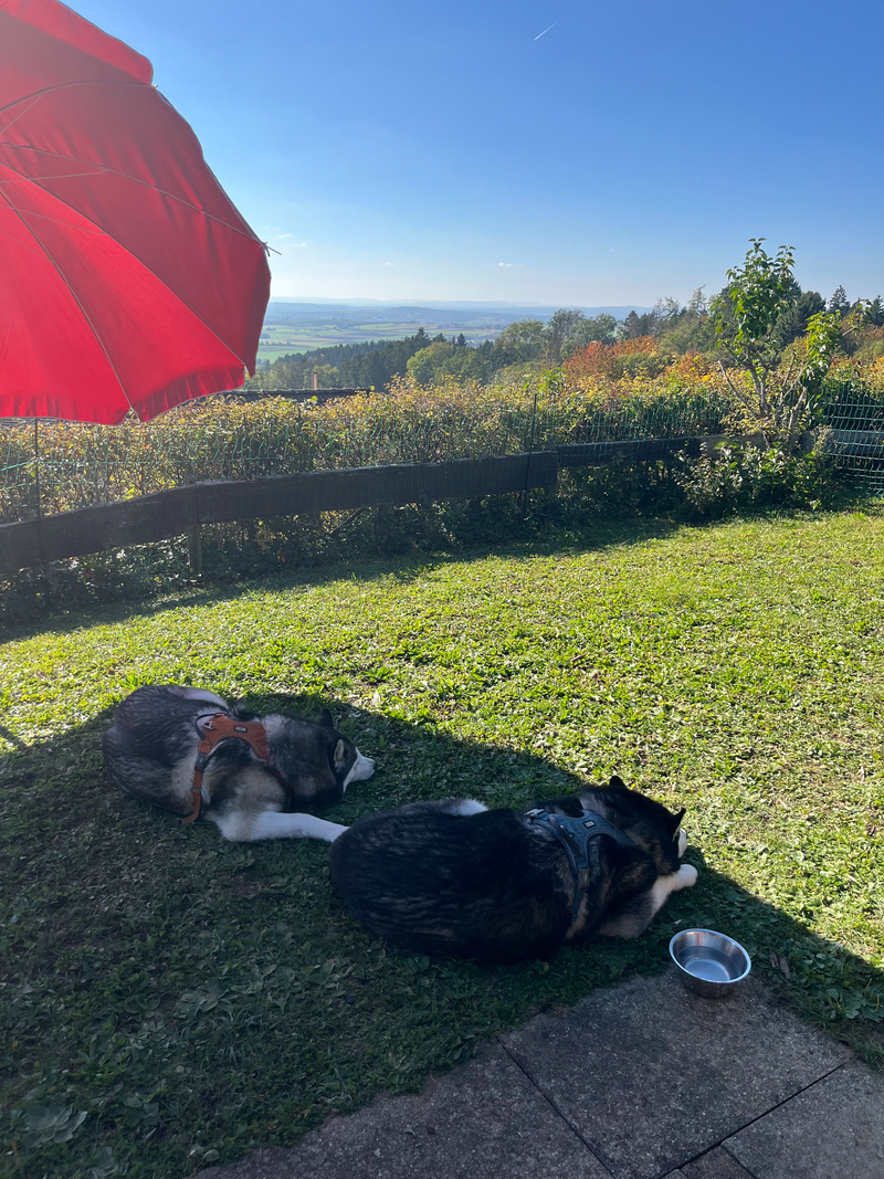 Regeln & Hinweise für einen entspannten Urlaub mit Hund