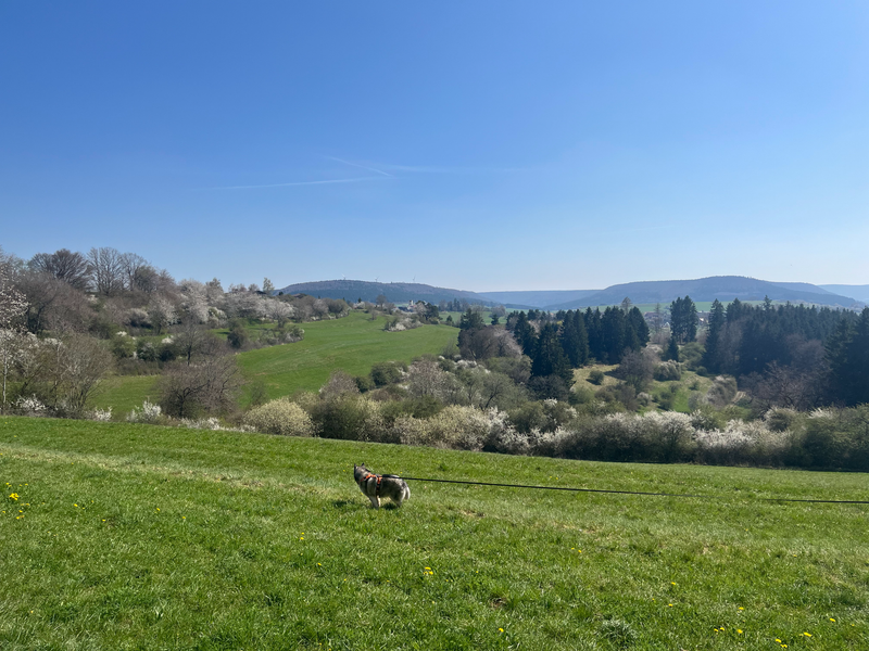 Warum das Ferienhaus Munz ideal für Urlaub mit Hund im Schwarzwald ist