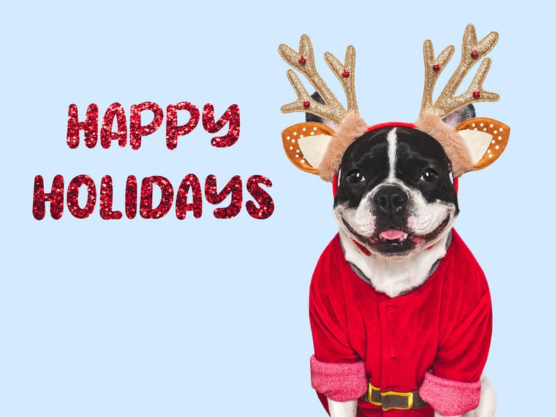 Warum Ferienhaus Munz ideal für Urlaub mit Hund ist