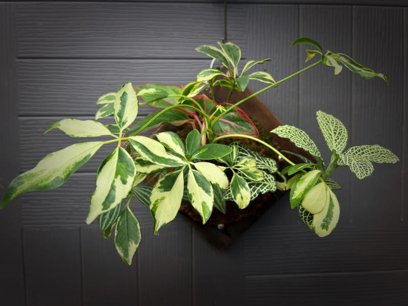 壁掛組合植栽