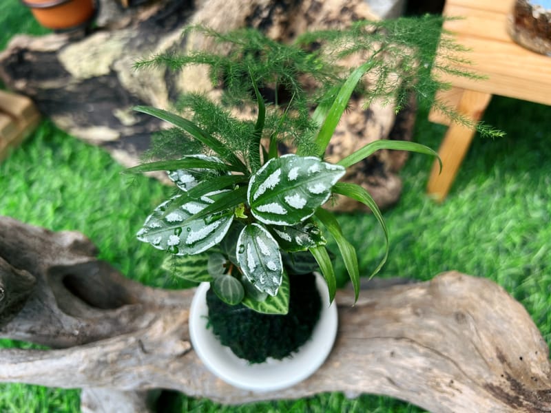 小品組合苔球(D)
