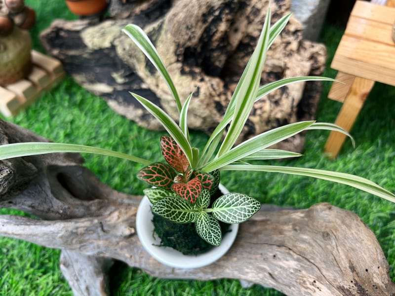 小品組合苔球(B)