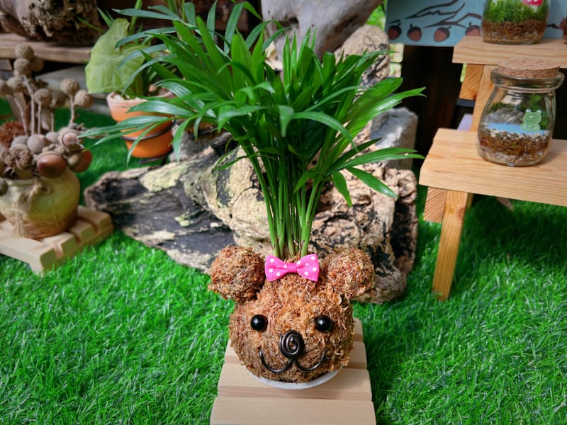 🐻小熊苔球(B)