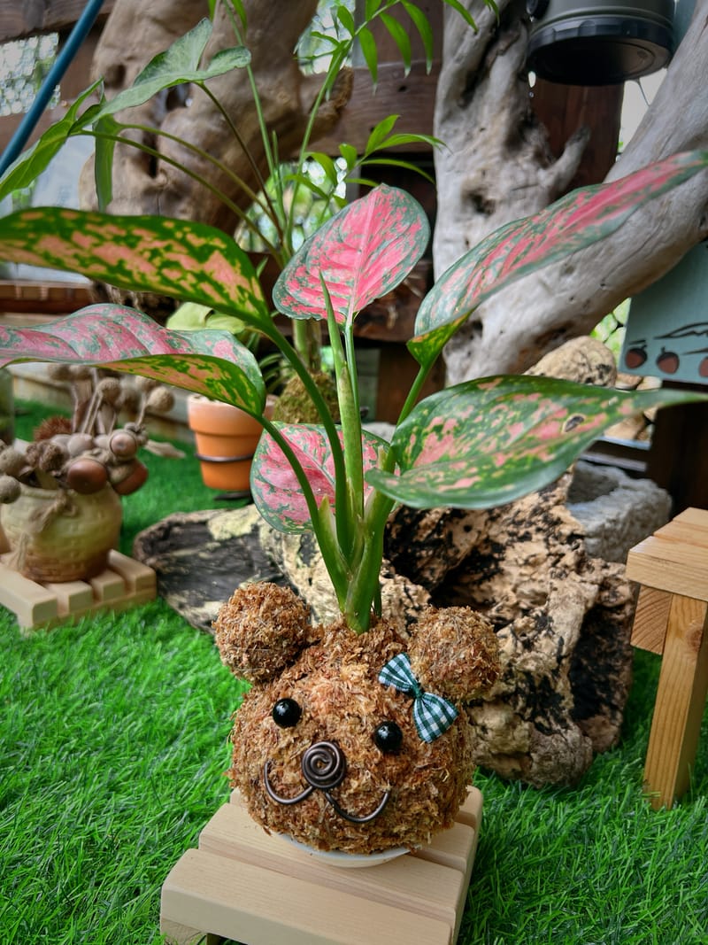 🐻小熊苔球(A)