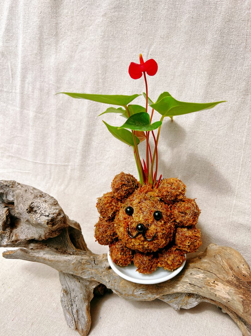 🦁獅子苔球(A)