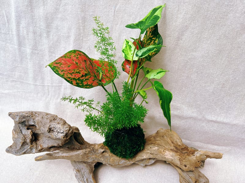 組合苔球(E)