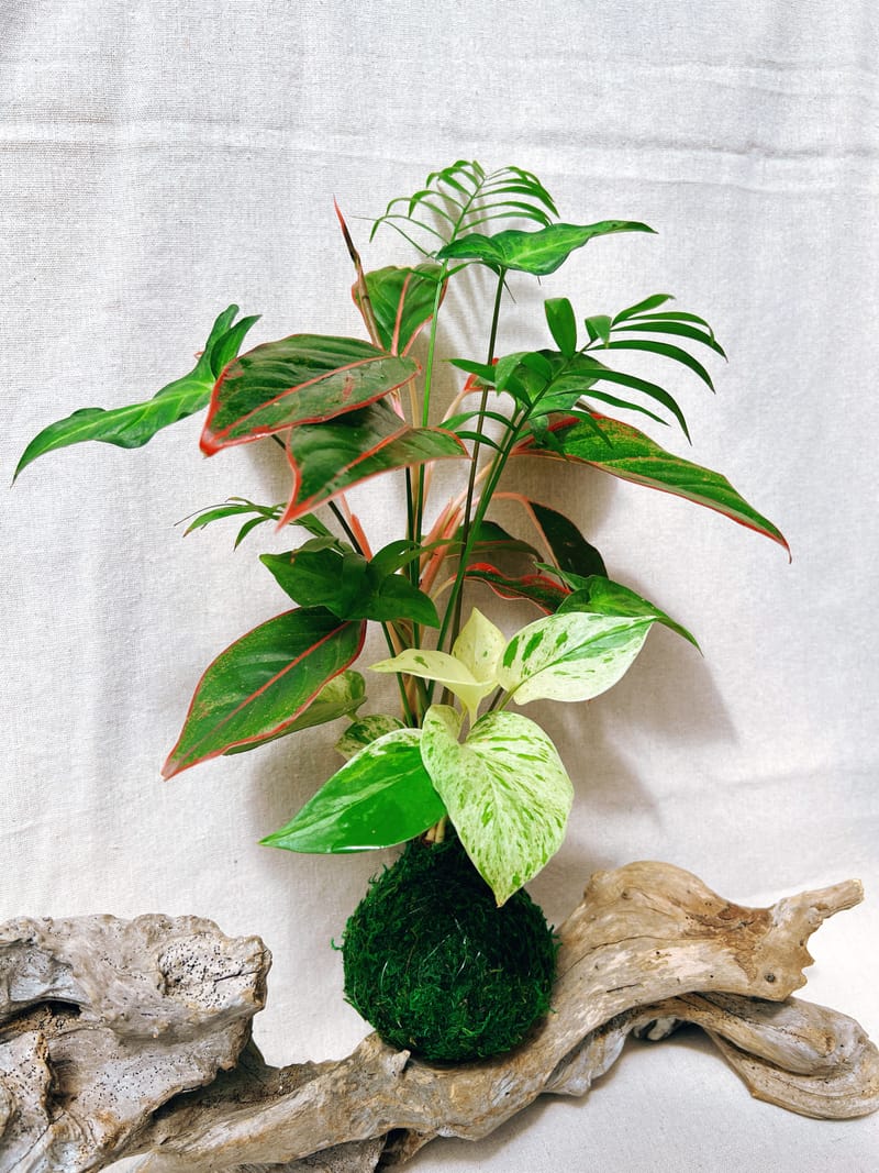 組合苔球(G)