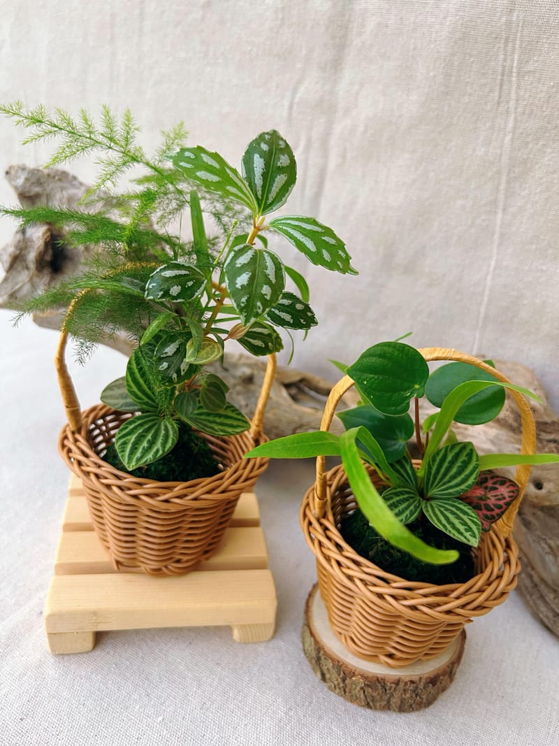 小花籃苔球