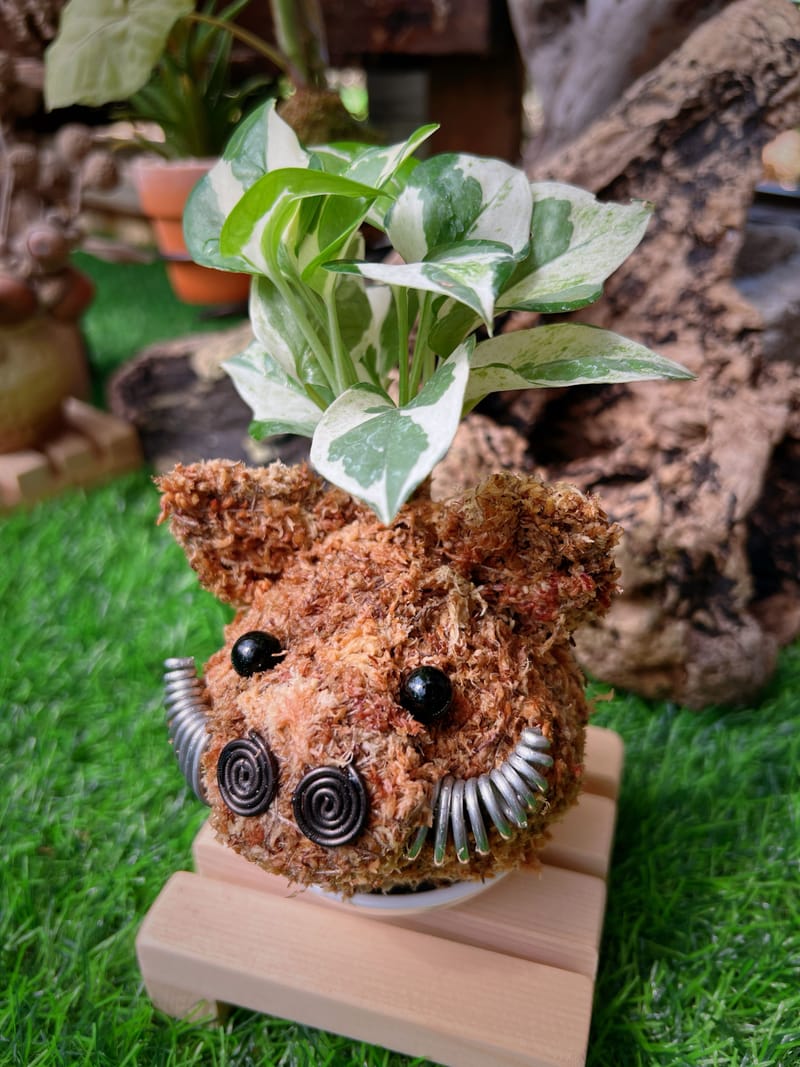 療癒造型苔球