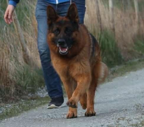 Wanya vom Luberheide parret med Rallarbo`s Giggs