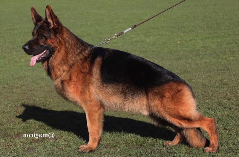 Carma vom Luberheide er parret med Al Capone vom Haus Garyn