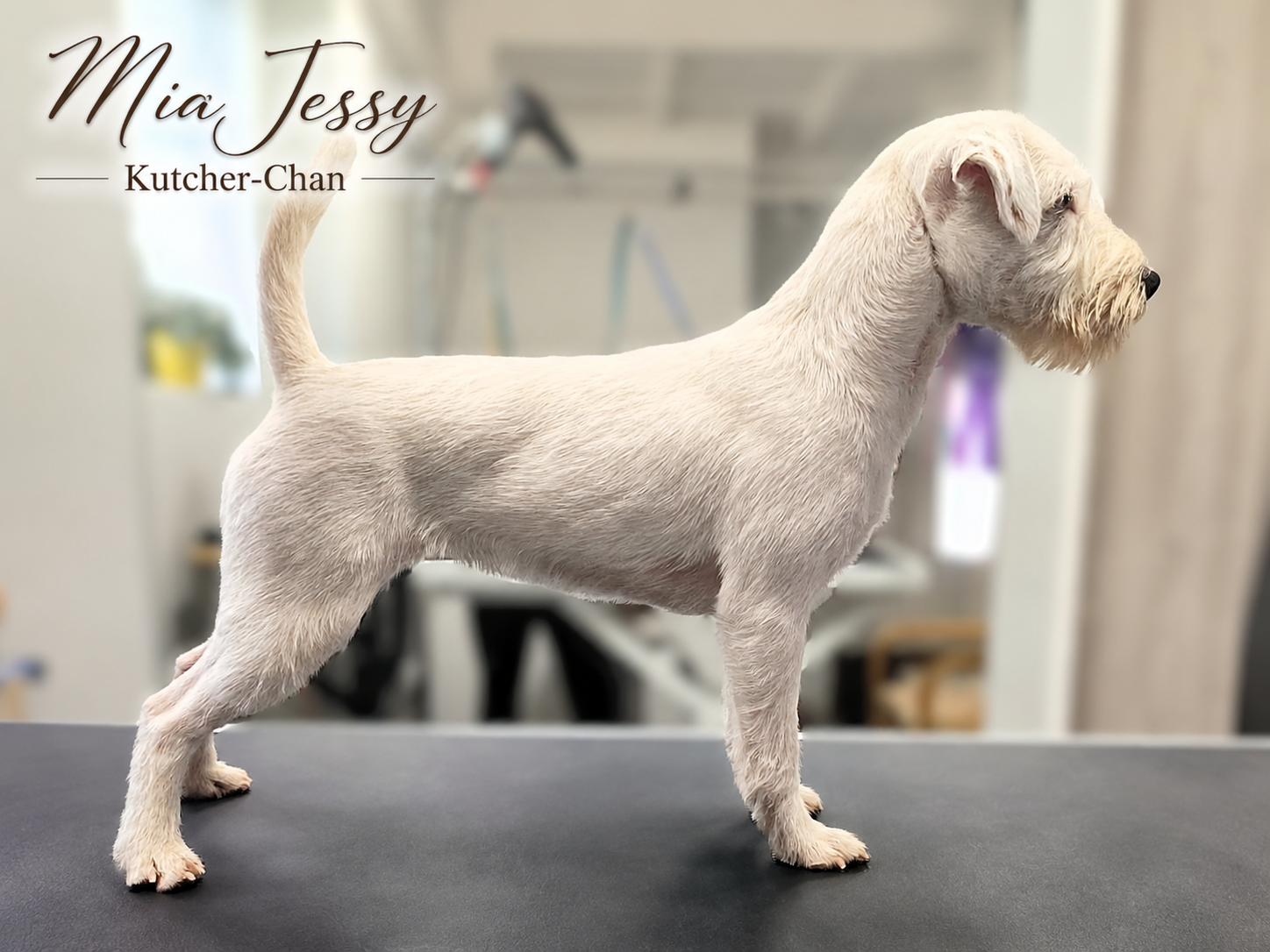 C.I.B. MIA JESSY Kutcher-Chan
