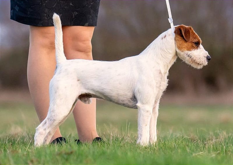 Vixenview Silent Uh Sass In (UK)