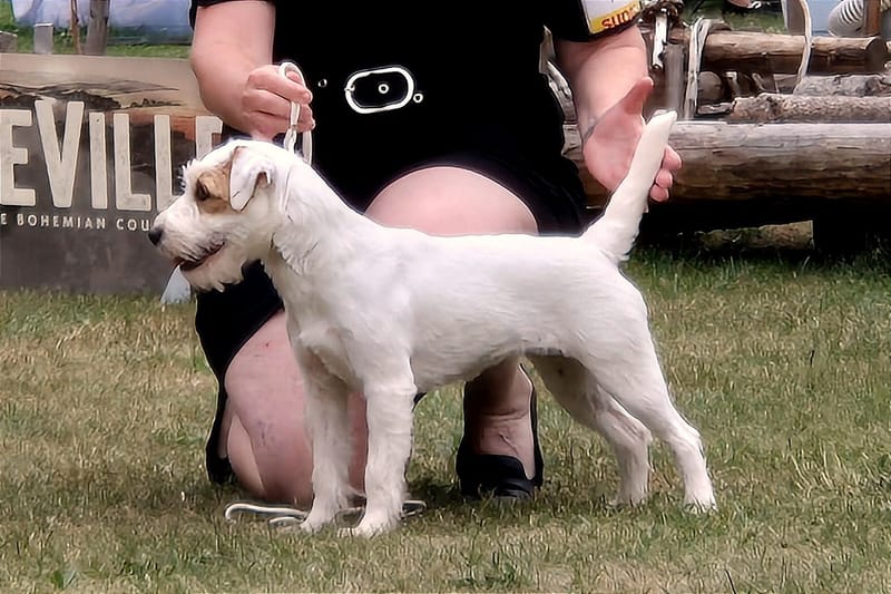 JCh. Ch. MIA JESSY Kutcher-Chan