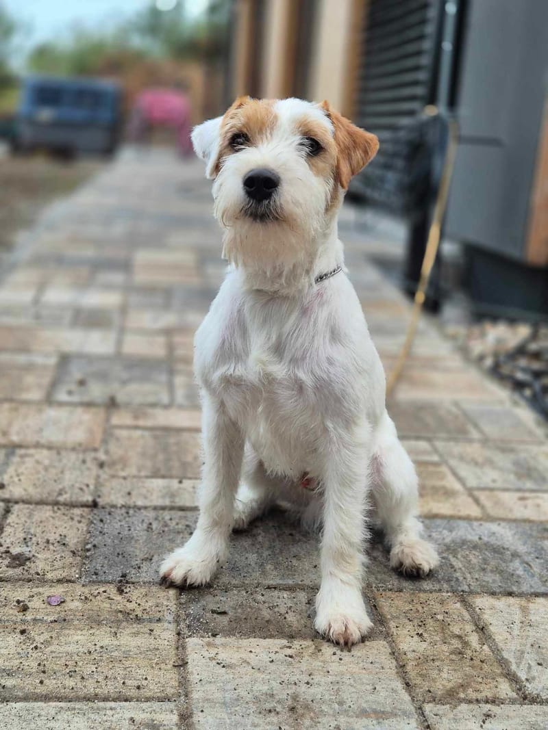 Ch. My Hunter Kucher-Chan