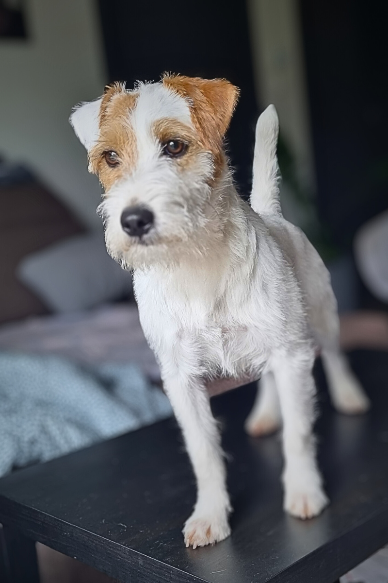 Ch. My Hunter Kucher-Chan