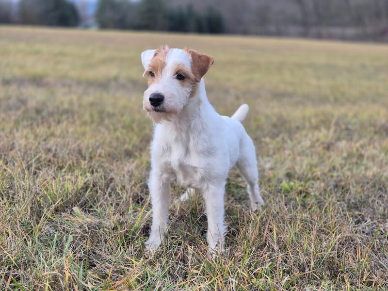 Ch. My Hunter Kucher-Chan