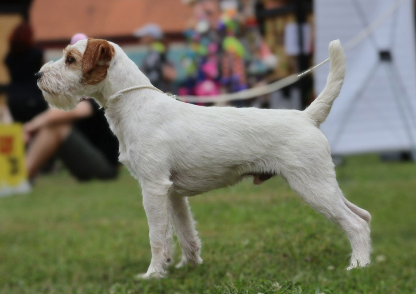 Ch. My Hunter Kucher-Chan