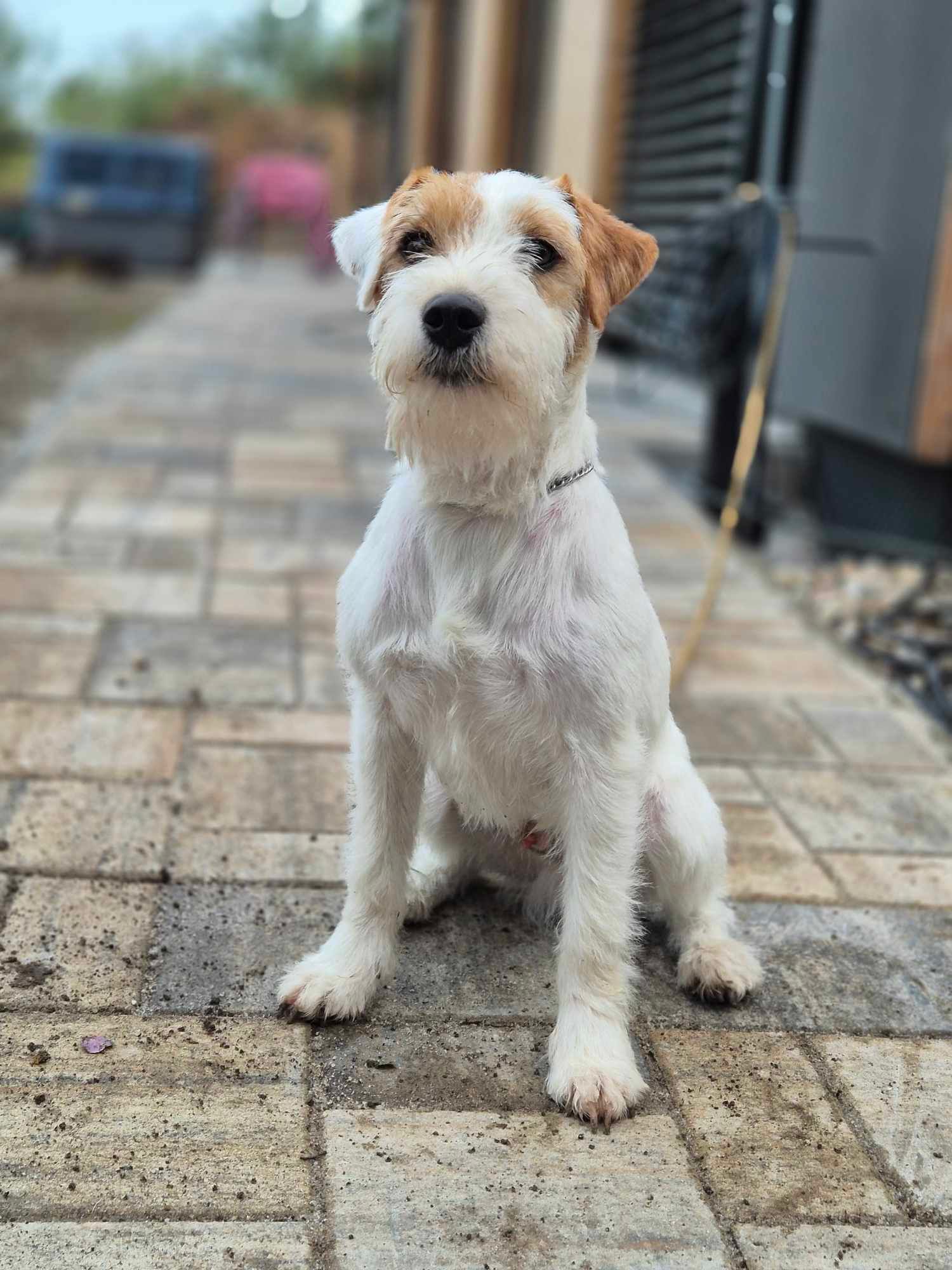 Ch. My Hunter Kucher-Chan